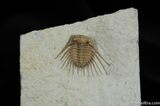 Killer Oklahoma Kettneraspis Trilobite #483-5